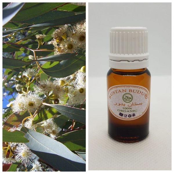 38 Essential oil Eucalyptus Globulus, 10 ml